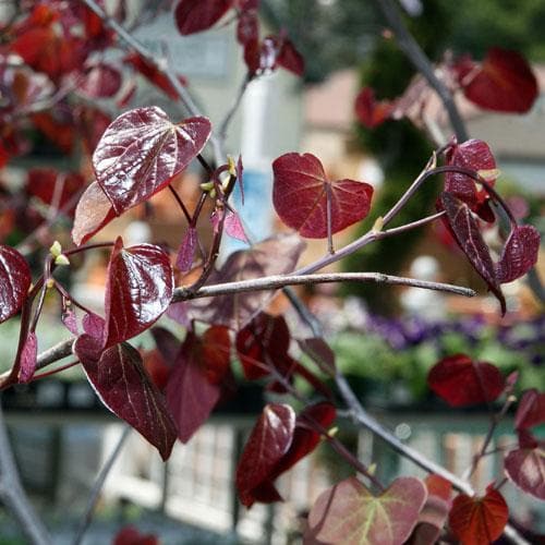 Cercis canadensis Forest Pansy - Future Forests