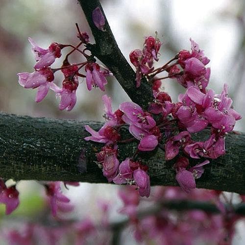 Cercis canadensis Forest Pansy - Future Forests