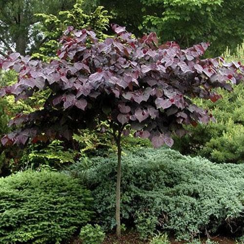 Cercis canadensis Forest Pansy - Future Forests