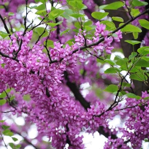 Cercis siliquastrum - Future Forests