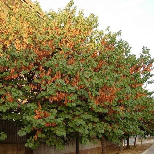 Cercis siliquastrum - Future Forests