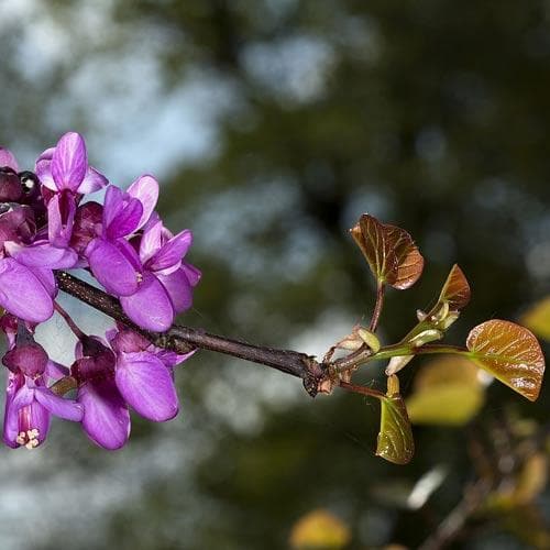 Cercis siliquastrum - Future Forests