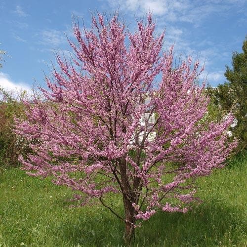 Cercis siliquastrum - Future Forests