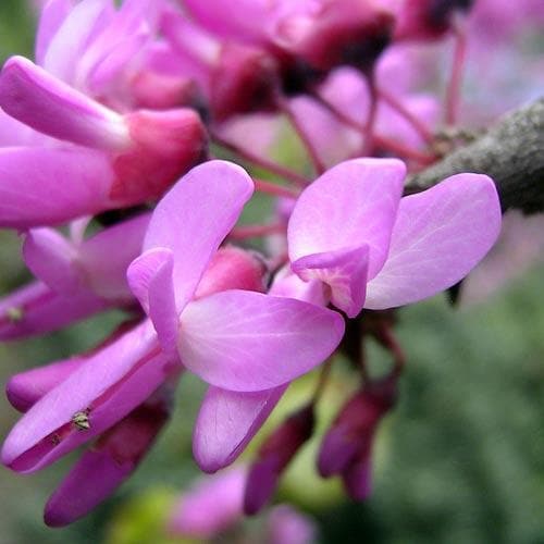 Cercis siliquastrum - Future Forests