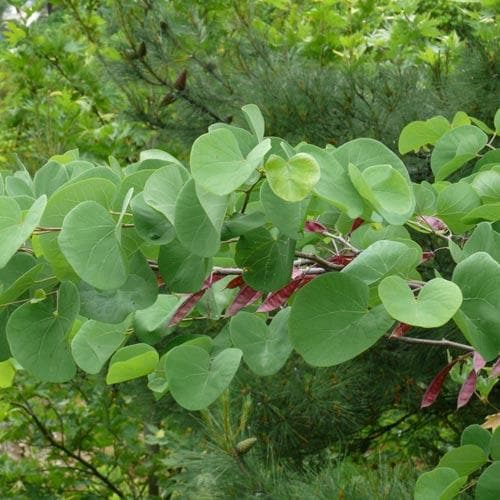 Cercis siliquastrum - Future Forests