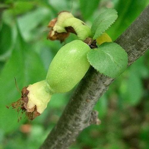 Chaenomeles japonica - Future Forests