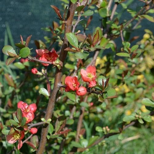 Chaenomeles japonica Bareroot | 1-2ft / Not provided