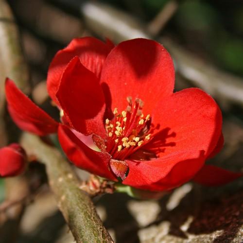 Chaenomeles x superba Crimson and Gold - Future Forests