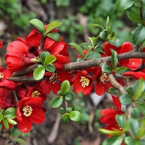 Chaenomeles x superba Crimson and Gold - Future Forests