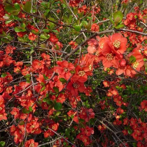 Chaenomeles x superba Crimson and Gold - Future Forests