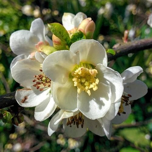 Chaenomeles x superba Jet Trail - Future Forests