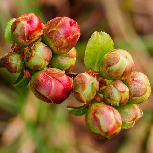 Chaenomeles x superba Nicoline - Future Forests