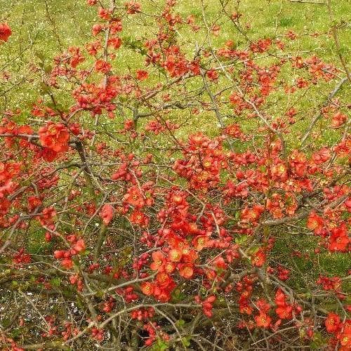 Chaenomeles x superba Nicoline - Future Forests