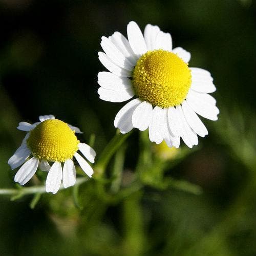 Chamomile, Roman - Future Forests