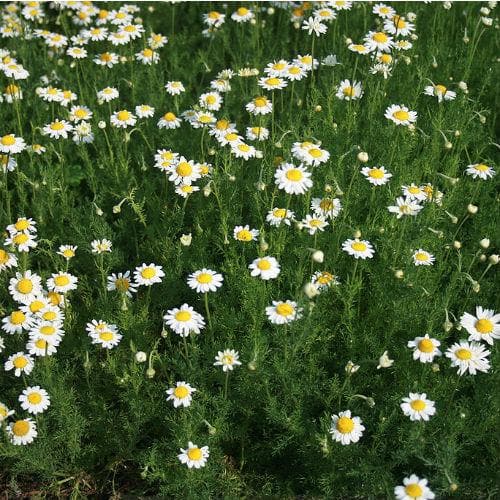 Chamomile, Roman - Future Forests