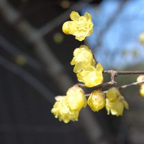 Chimonanthus praecox - Future Forests