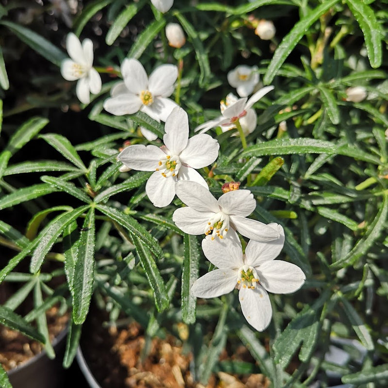 Choisya ternata Scented Gem