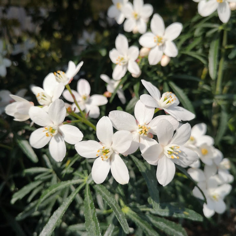 Choisya ternata Scented Gem