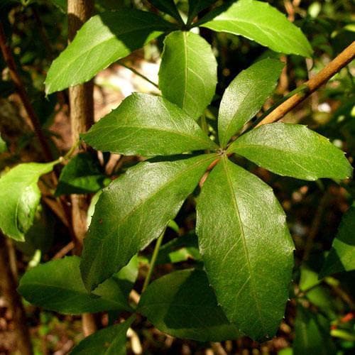 Cissus striata - Future Forests