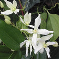 Clematis Armandii - Future Forests