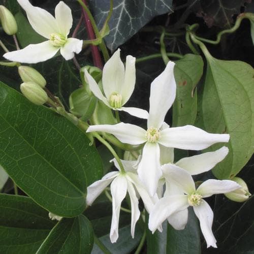 Clematis Armandii - Future Forests