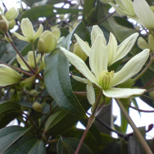 Clematis Armandii - Future Forests