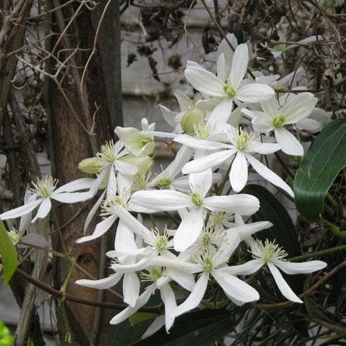 Clematis Armandii - Future Forests