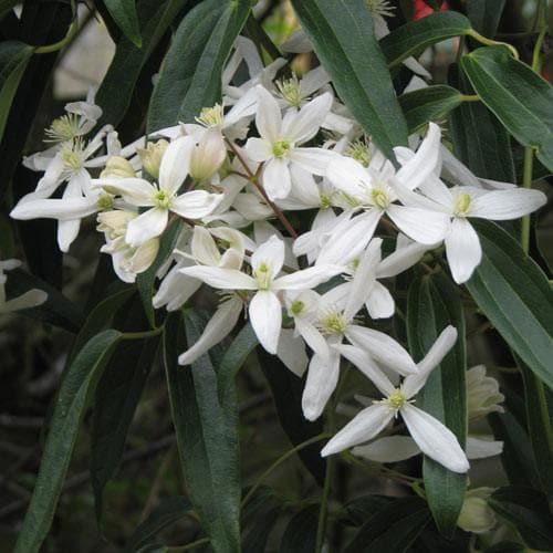 Clematis Armandii - Future Forests