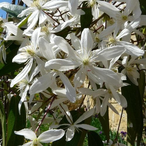 Clematis Armandii - Future Forests