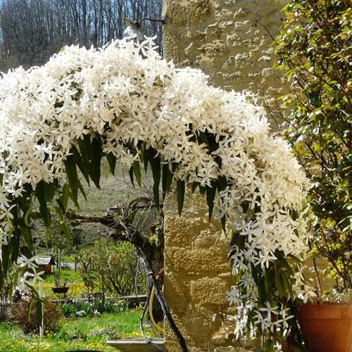 Clematis Armandii - Future Forests