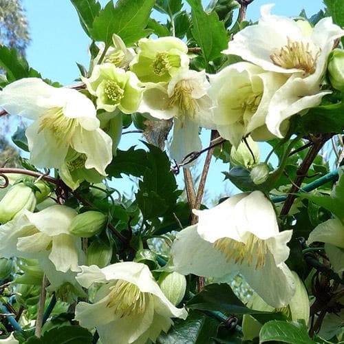 Clematis cirrhosa Jingle Bells