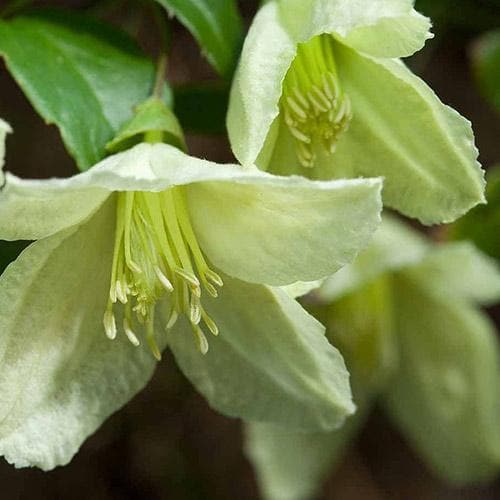 Clematis cirrhosa Jingle Bells