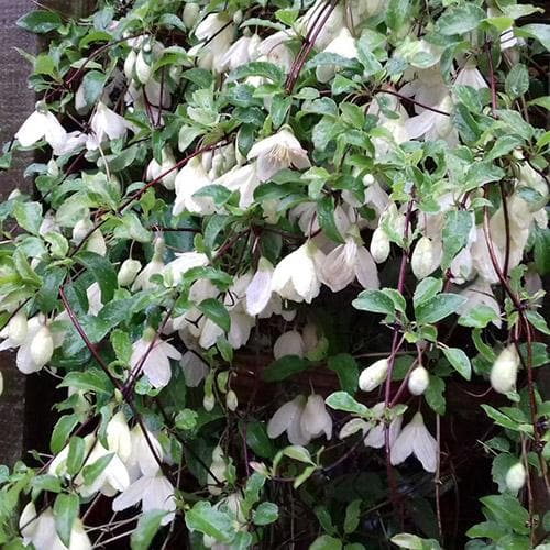 Clematis cirrhosa Jingle Bells