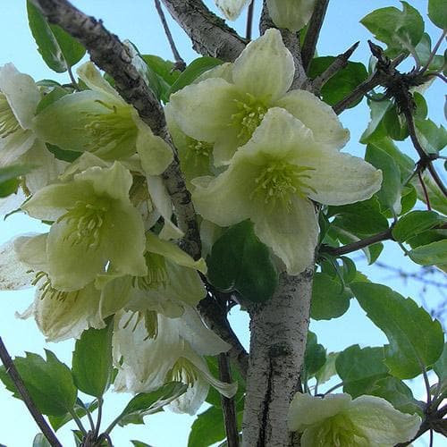 Clematis cirrhosa Jingle Bells