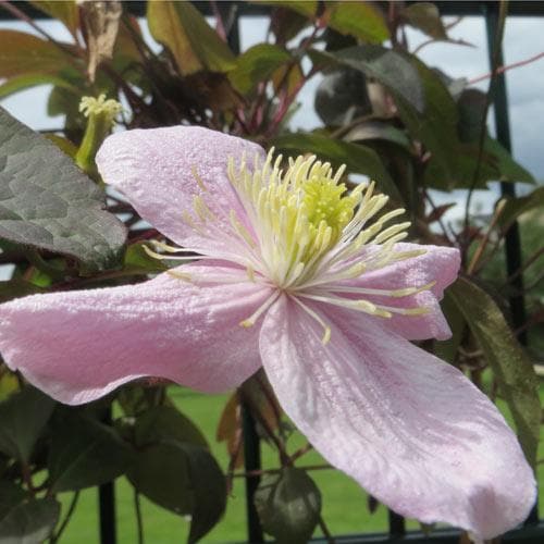 Clematis montana Tetrarose