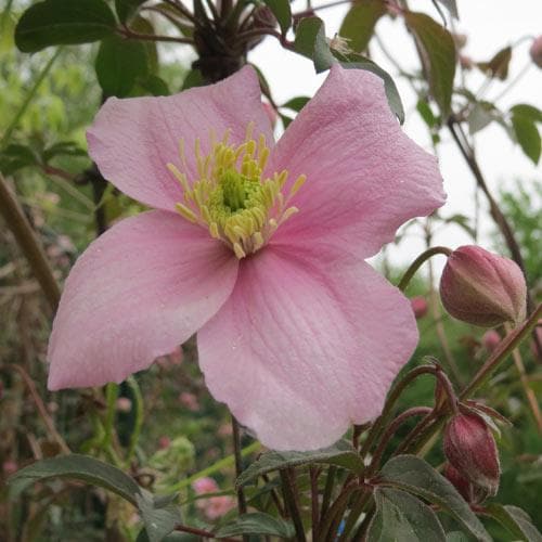 Clematis montana Tetrarose