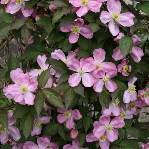 Clematis montana Tetrarose