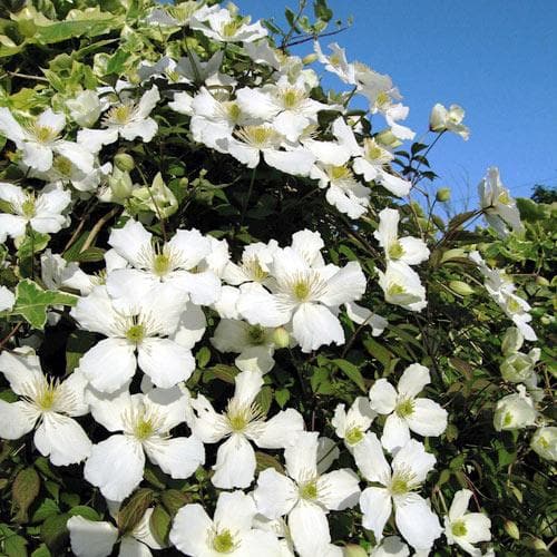 Clematis montana Grandiflora