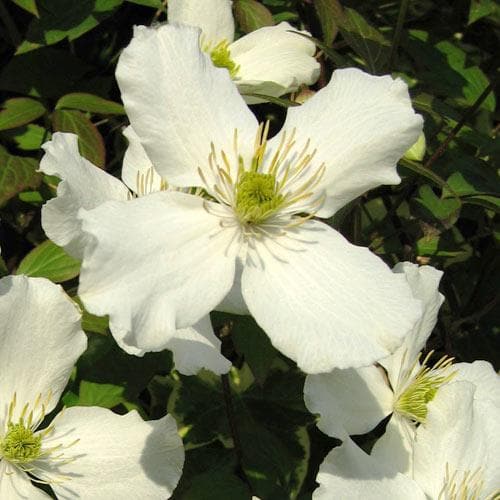 Clematis montana Grandiflora