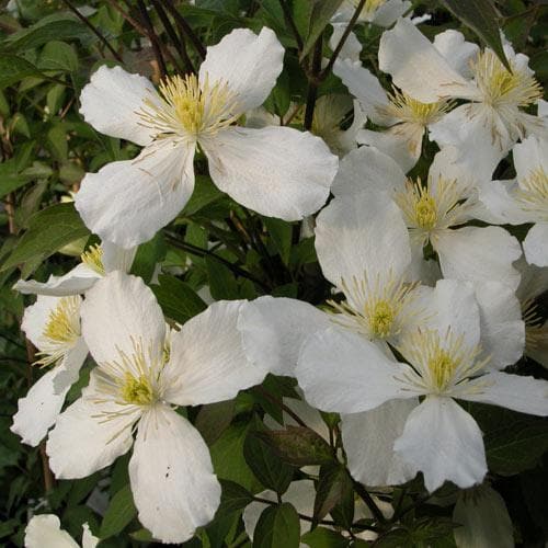 Clematis montana Grandiflora