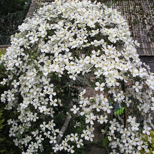 Clematis montana Grandiflora