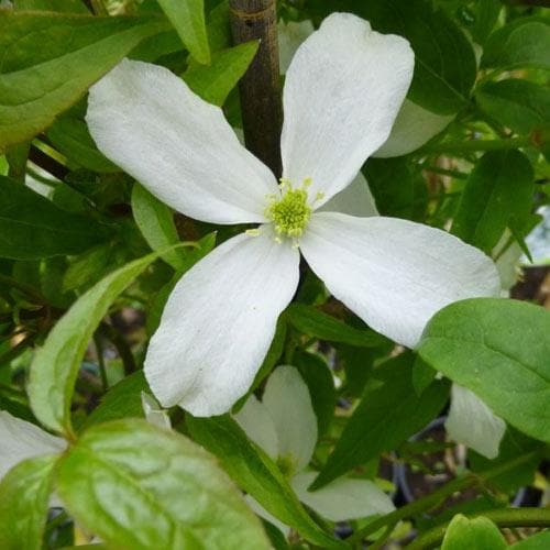 Clematis montana Grandiflora