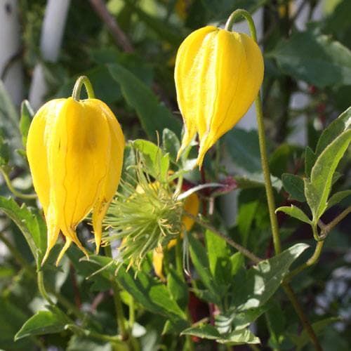 Clematis tangutica - Future Forests