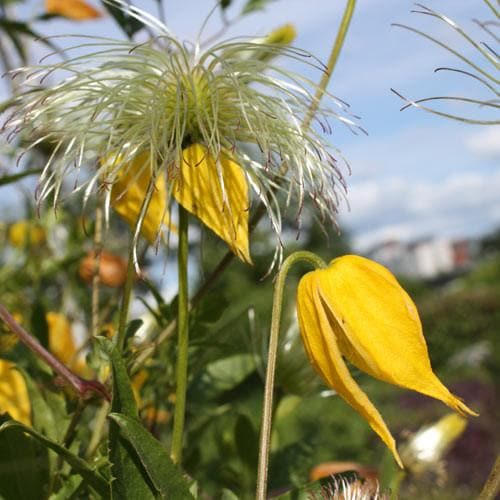 Clematis tangutica - Future Forests