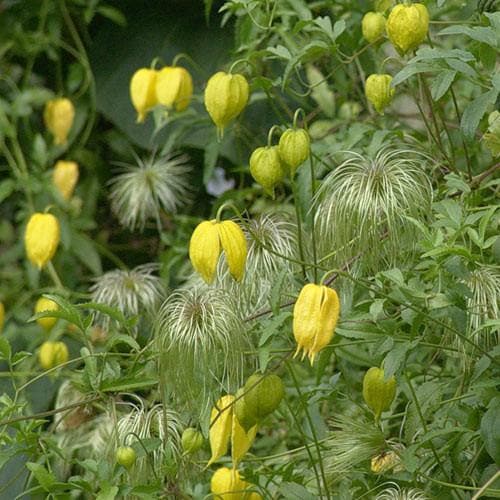 Clematis tangutica - Future Forests