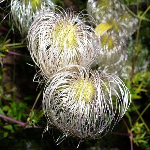 Clematis tangutica - Future Forests