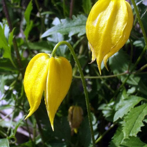 Clematis tangutica - Future Forests