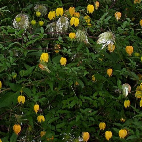 Clematis tangutica - Future Forests