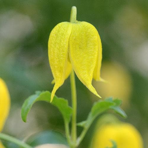 Clematis tangutica - Future Forests