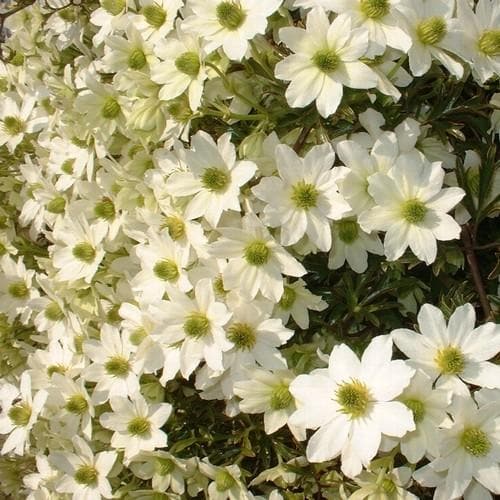 Clematis Early Sensation - Future Forests